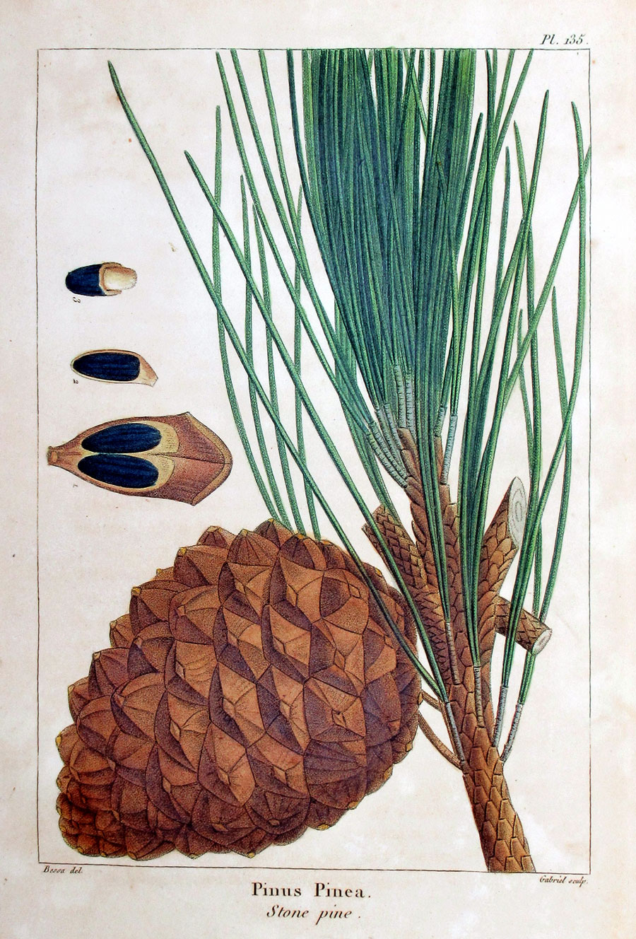 American Tree Leaves - 1857 - Michaux - Stone Pine